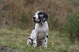 DOGUE ALLEMAND 935